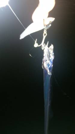 大阪南港でワインド。大潮後の回遊に期待