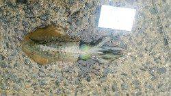 雨の中ひたすらしゃくってアオリイカ