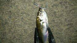 大阪南港でのアジング釣果