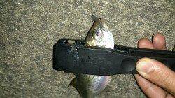 大阪南港でのアジング釣果