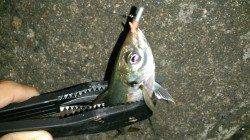 リフト＆フォールでボトムを攻めました☆南港のアジング