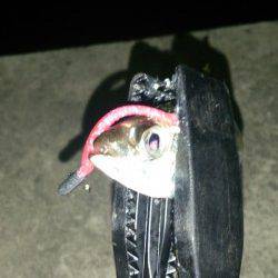 大阪南港　アジングでアジ〜18cm39匹