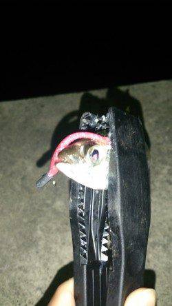 大阪南港　アジングでアジ〜18cm39匹