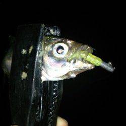 大阪南港　アジングでアジ〜18cm39匹