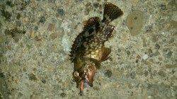 リフト＆フォールでボトムを攻めました☆南港のアジング