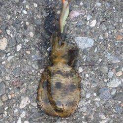 泉佐野　エギングのアオリイカ狙いはボトムでアタリ