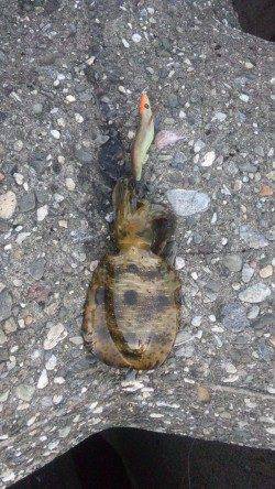 泉佐野　エギングのアオリイカ狙いはボトムでアタリ