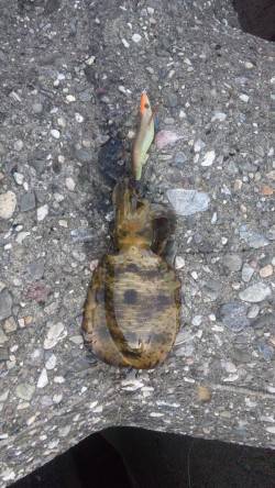 泉佐野　エギングのアオリイカ狙いはボトムで…