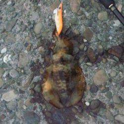 泉佐野　エギングのアオリイカ狙いはボトムでアタリ