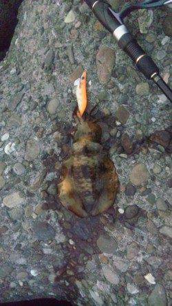 泉佐野　エギングのアオリイカ狙いはボトムでアタリ