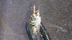 アジング入れ食いで晩御飯のおかずをゲット