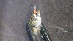 アジング入れ食いで晩御飯のおかずをゲット