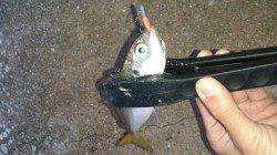 アジング入れ食いで晩御飯のおかずをゲット