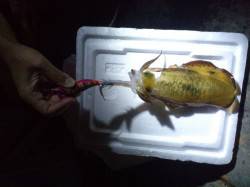 新浜漁港３時間ほどのエギング釣行、確実にサ…