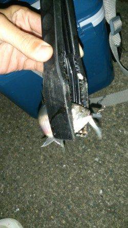 南港でアジング、レギュラーサイズを13匹