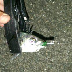 南港でアジング、レギュラーサイズを13匹