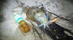 養老エリアでエギング、かかるとサイズはアップしています