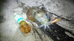 養老エリアでエギング、かかるとサイズはアッ…