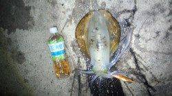 養老エリアでエギング、かかるとサイズはアップしています