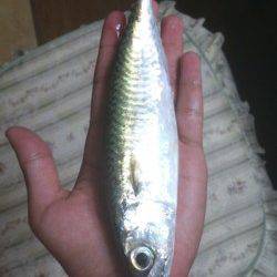 本荘人工島　投げサビキでアジ＆サバ快釣