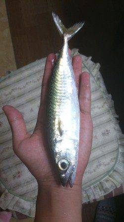 本荘人工島　投げサビキでアジ＆サバ快釣