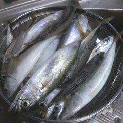 本荘人工島　投げサビキでアジ＆サバ快釣