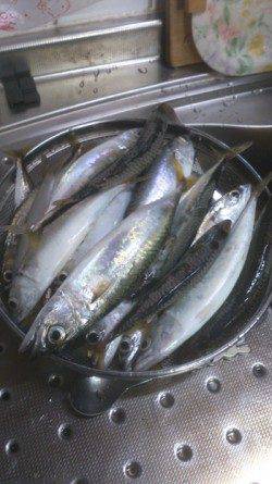 本荘人工島　投げサビキでアジ＆サバ快釣