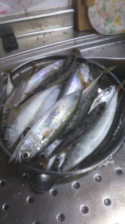 本荘人工島　投げサビキでアジ＆サバ快釣