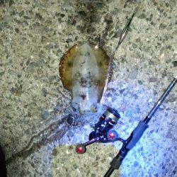 アオリイカサイズＵＰでええ引きしますよー(^O^)