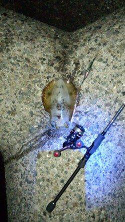 アオリイカサイズＵＰでええ引きしますよー(^O^)