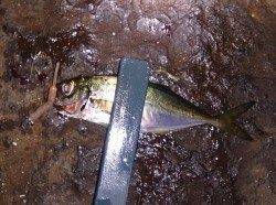 明石港、８時頃からアジング釣果