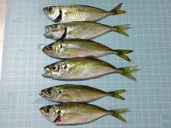 明石港、８時頃からアジング釣果