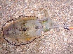 林崎漁港、久しぶりのエギングは楽しかった