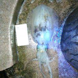 アオリイカサイズＵＰでええ引きしますよー(^O^)