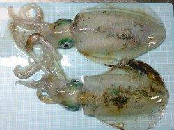 林崎漁港、久しぶりのエギングは楽しかった