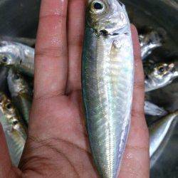 本荘人工島でサビキ　暗くなるまでがアジの時合でした