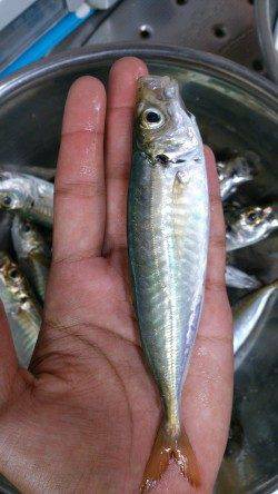 本荘人工島でサビキ　暗くなるまでがアジの時合でした