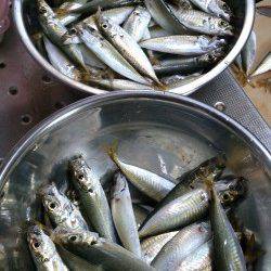 本荘人工島でサビキ　暗くなるまでがアジの時合でした