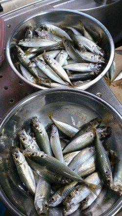 本荘人工島でサビキ　暗くなるまでがアジの時合でした