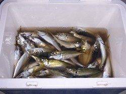 岩屋へサビキ釣行　アジでクーラー満タンです♪