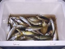 岩屋へサビキ釣行　アジでクーラー満タンです…