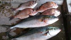 家島　海上釣り堀でメジロ＆マダイ♪