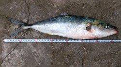 家島　海上釣り堀でメジロ＆マダイ♪