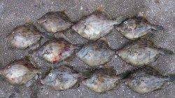 本荘人工島、胴突きでカワハギの釣果