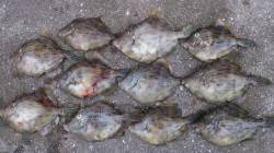 本荘人工島、胴突きでカワハギの釣果