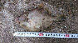 本荘人工島、胴突きでカワハギの釣果