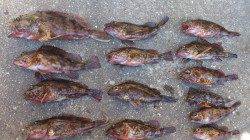 本荘人工島　胴突き・ブラクリでガシラ狙い