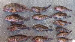 本荘人工島　胴突き・ブラクリでガシラ狙い