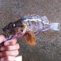 本荘人工島　胴突き・ブラクリでガシラ狙い