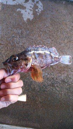 本荘人工島　胴突き・ブラクリでガシラ狙い